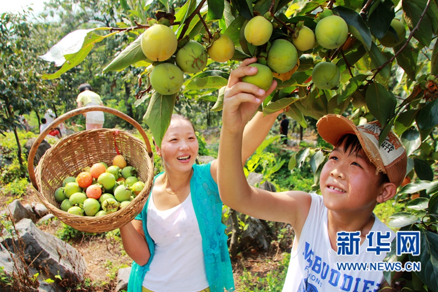 柿子大豐收 游客采摘樂(lè) 柿子大豐收 游客采摘樂(lè)